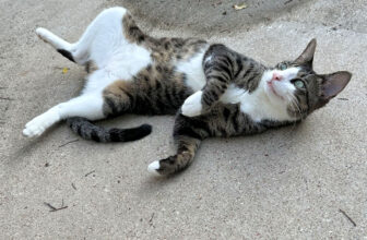 Prepping For Winter For My Stray/Feral Cats