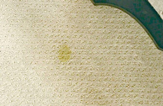 The BEST Pet Stain Remover {For Anything Animal-Related} | Thrifty Decor Chick