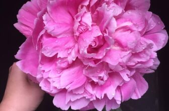 How to Plant and Grow the Beautiful Peony | Thrifty Decor Chick
