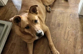 A Hard Lesson Learned – Paint Brand Matters (Plus, Bad News For My Good Boy, Cooper)