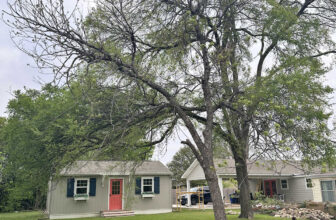 Dead Trees, Unhealthy Trees, and Junk Trees Everywhere (This Will Cost A Small Fortune)