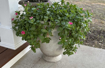 I’ve Never Had Thriving Plants…Until Now!